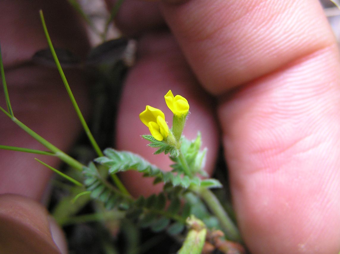 Hippocrepis biflora ? no, Ornithopus compressus